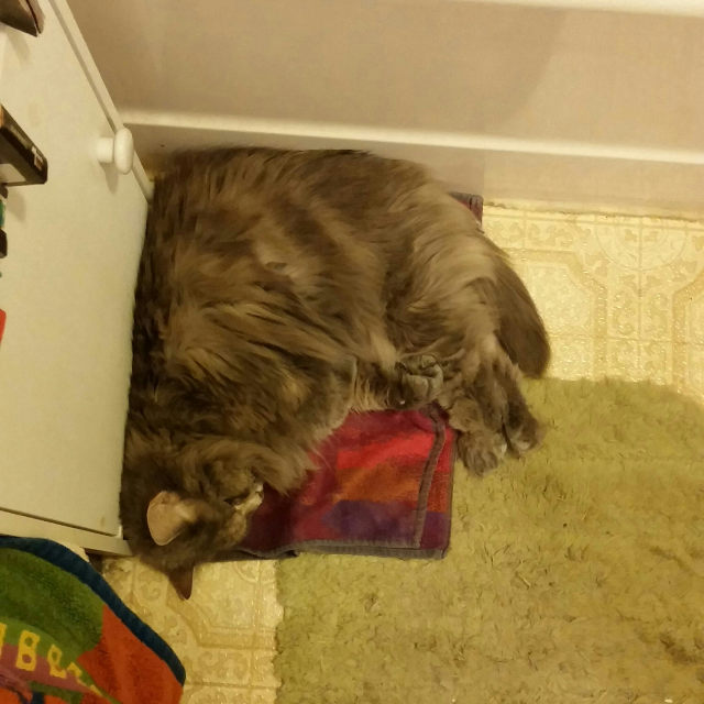 Long-haired cat lying in a corner with its back at an apparent right angle