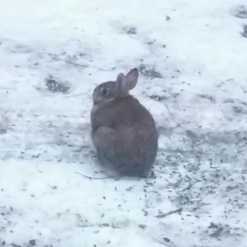 A chubby brown rabbit sitting in a snowy gravel driveway.