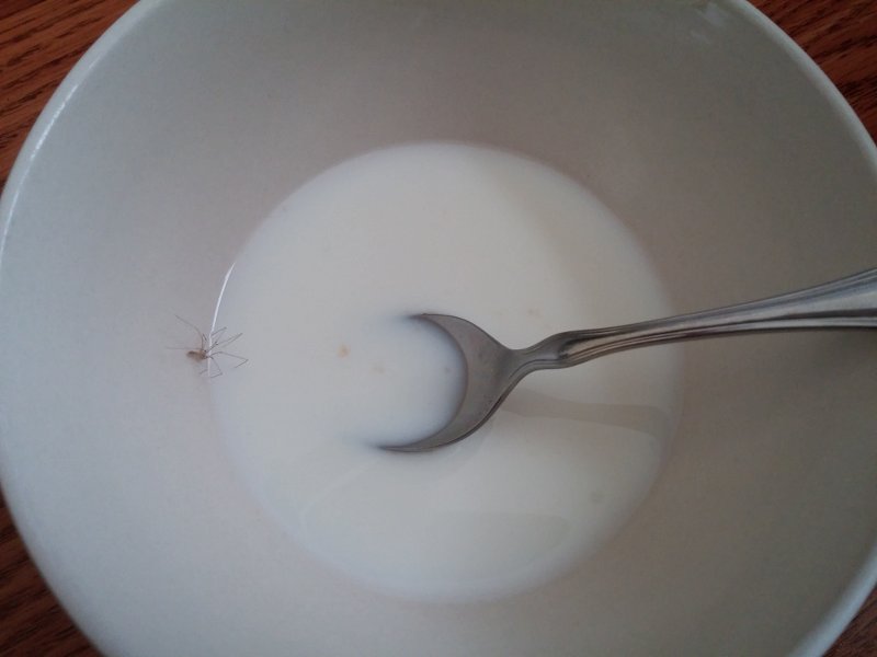 A spider crouched at the milkline in a bowl that held cereal.