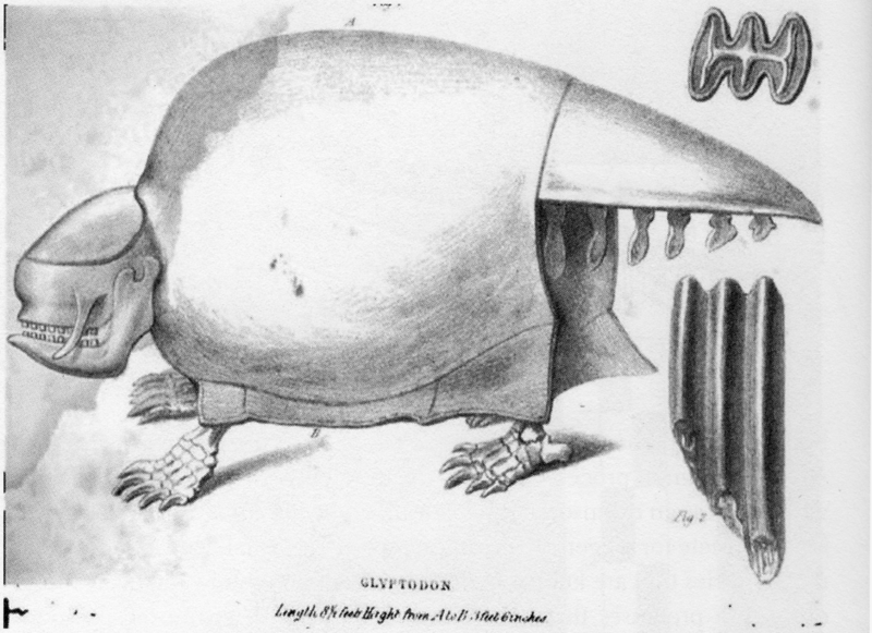 A drawing of a strange skeleton viewed from its left. It has four short legs, a big round body covered by a shroud, a tail sticking straight out behind it (also shrouded but with vertebrae sticking out below the shroud), and a half-human-looking skull. The forehead and top of head look like a separate plate. The skull has no visible nose-hole, and instead of eyes it has bone protruberences that look like drooping feelers.