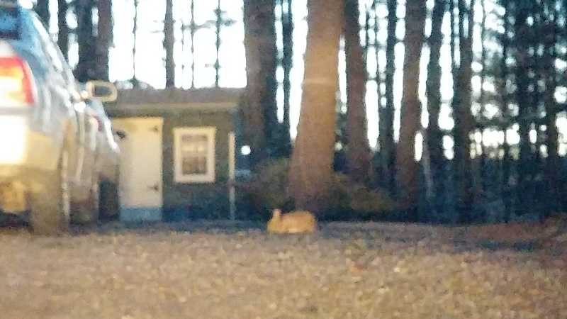 Blurry photo of what might be a brown rabbit lurking at the top of a driveway