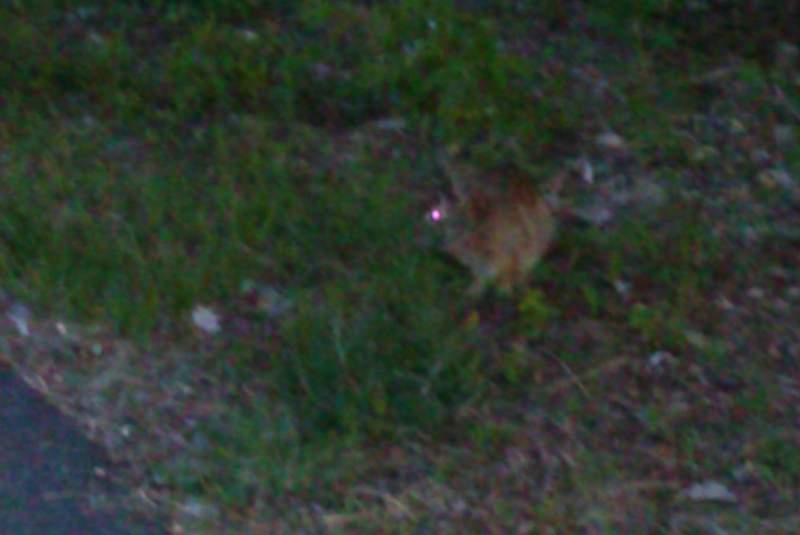 Blurry photo of a possible brown rabbit in grass near pavement; its visible eye appears to glow magenta