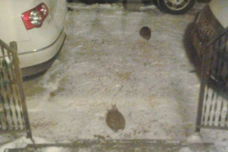 Blurry photo of what might be two brown rabbits in a snowy driveway